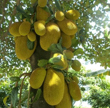 Buy Uganda Jackfruits Directly For Exporters & Suppliers at The Best Market Prices