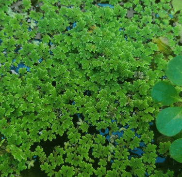 Azolla - a plant with green leaves and blue water