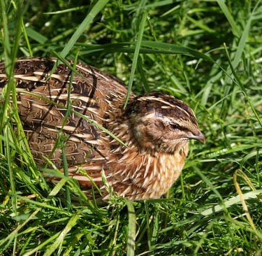 Japanese Quail. Image by Helga from Pixabay