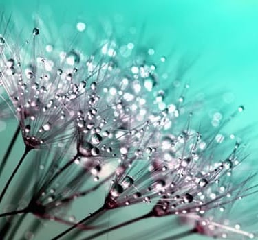 Dew on delicate flowers