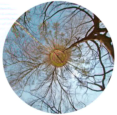 “Signature” from Iris de la Forêt. A unique art photograph created in private gardens or places