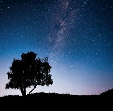 arbre et étoiles