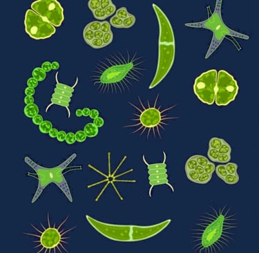 PESTICIDES BIODIVERSITÉ EXTINCTION MASSE OCÉANS PLANCTON