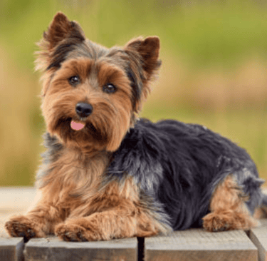Teacup Yorkie puppy for sale, Yorkie puppy near me, Toy Yorkie breeder USA