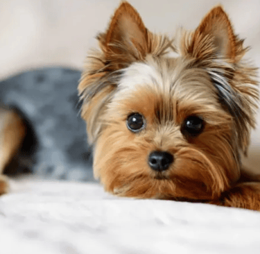 Teacup Yorkie puppy for sale, Yorkie puppy near me, Toy Yorkie breeder USA