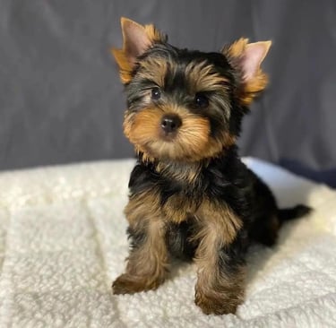 Teacup Yorkie puppies for sale, Teacup Yorkie puppy for sale, Yorkie puppy near me, Toy Yorkie breed