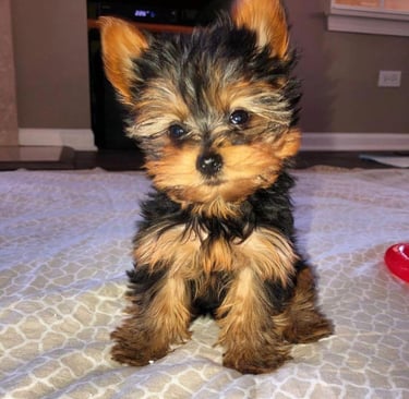 Yorkie Puppies For Sale, Teacup Yorkie puppy for sale, Yorkie puppy near me, Toy Yorkie breeder USA