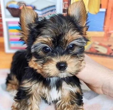 Yorkshire Terrier puppies for sale, Teacup Yorkie puppy for sale, Yorkie puppy near me, Toy Yorkie b