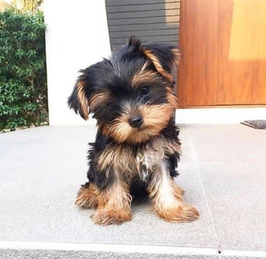Cheap yorkie Puppies for sale, Teacup Yorkie puppy for sale, Yorkie puppy near me, Toy Yorkie breede