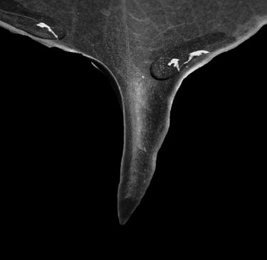 folha em preto e branco com uma gota da agua descendo sobre ela