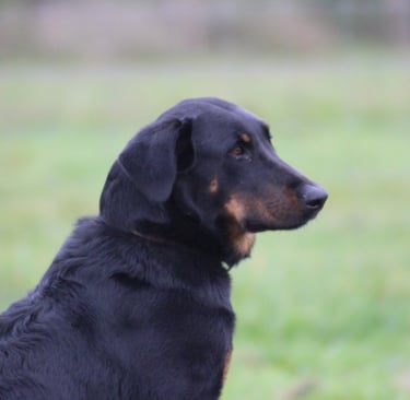 balade chien Alençon 