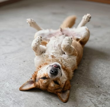 short-coated white and brown dog sleeping on black fabric seat