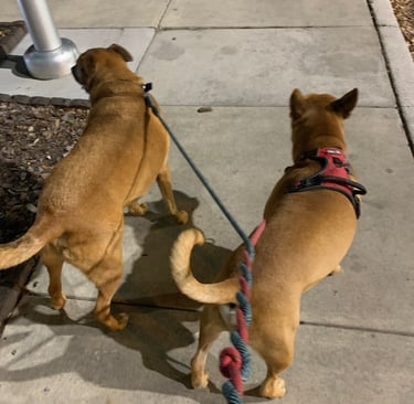 Two brown dogs on leashes walking on a sidewalk at night.