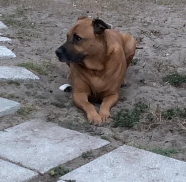 A black mouth cur mix dog lying down on dirt next to a stone walkway.