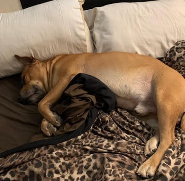 Puppy sleeping on a bed