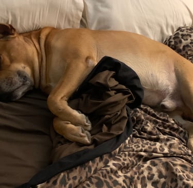 Dog laying on bed with pillow