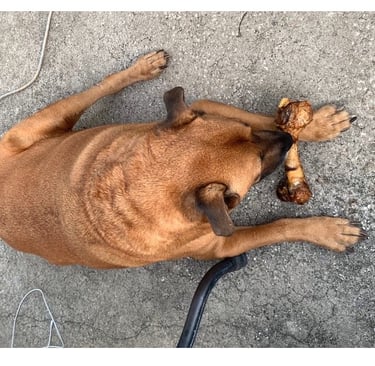 Brown dog eating bone