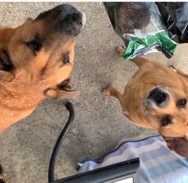 Two brown dogs look up expectantly for treats outdoors on a concrete patio.