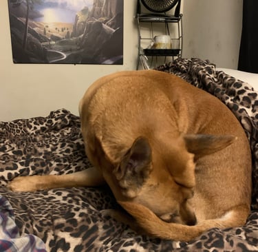 Brown dog licking tail