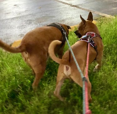 Two brown dogs on leashes walking through green grass near a paved parking lot at night.
