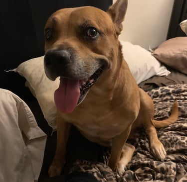 A happy brown pit bull mix dog sitting on a bed with leopard print blankets.