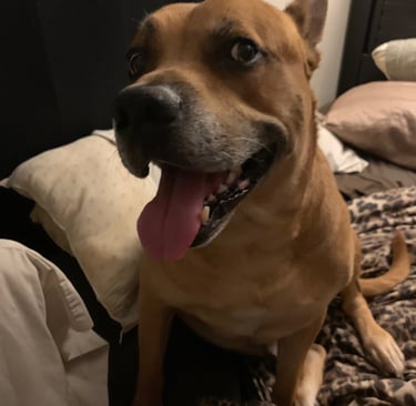 A happy brown pit bull mix dog with its tongue out sitting on a leopard print bedspread.