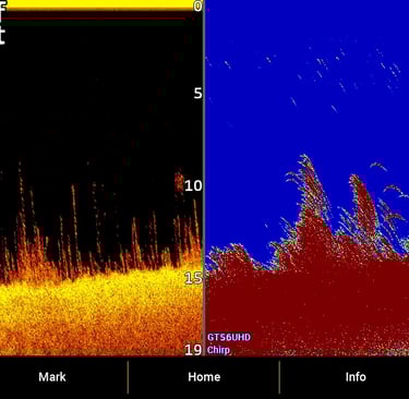 2D and CHIRP and down image with fish