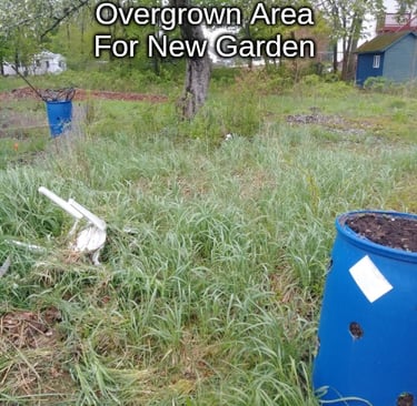 overgrown area for garden