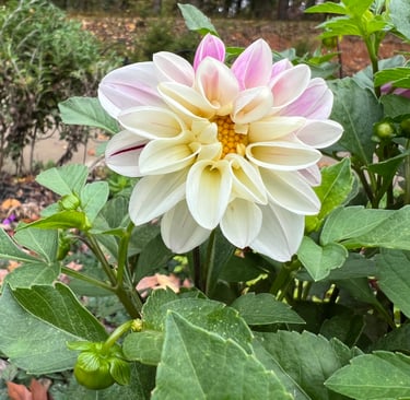 Dahlia that I didn't dig up so it decided to blooom late October 2025.