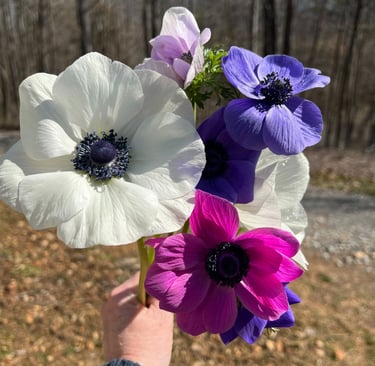 Will not be long before we see these beauties again. Already fall planted in the ground. Come on Spr