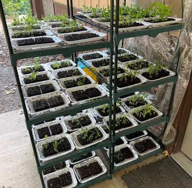 Warm season seedlings getting ready to be planted in the garden. All started from seed here on the f