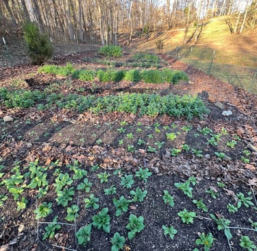 Tiny plants today, big blooms tomorrow 🌱