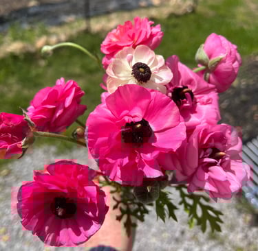 Pink Ranunculus from last year