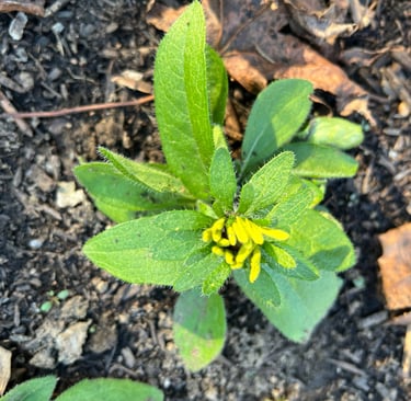 2025 Fall planted rudbeckia just can't wait for spring.