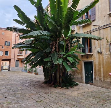 corte del Duca Sforza