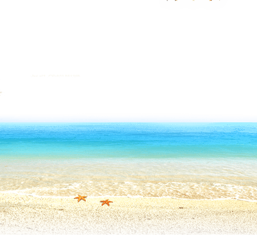 A calm beach scene with 2 starfish and a palm tree.