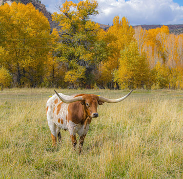 An orange and white longhorn cow with horns standing in a field