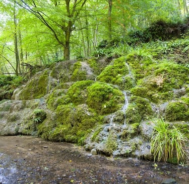 biodiversity