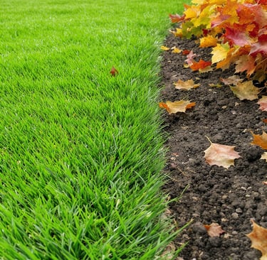 Leaves Near Lawn