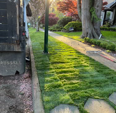 New Sod Lawn