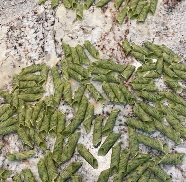 Fresh Garganelli noodles before cooking