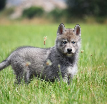 Husky-Erlebnisse, Husky-Ausfahrten, Husky-Trekkingtouren, Husky Abenteuer, Dietfurt, Bayern