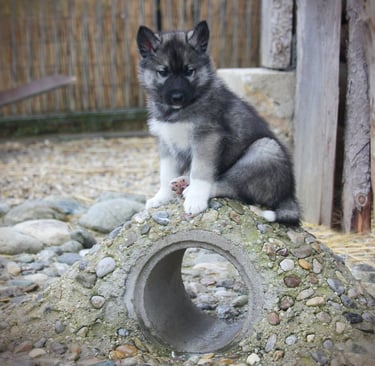 Husky-Erlebnisse, Husky-Ausfahrten, Husky-Trekkingtouren, Husky Abenteuer, Dietfurt, Bayern