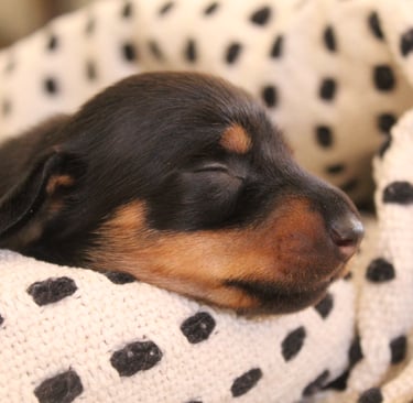 a puppy dog sleeping in a blanket on a blanket