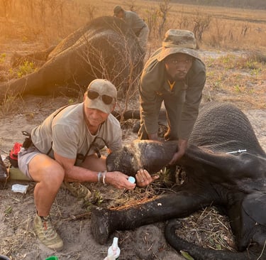 Dave Bennett removing a snare from a baby elephant