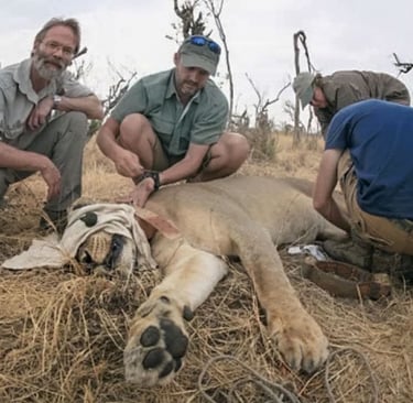 Prof Loveridge working on immobilised lion