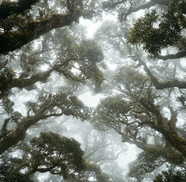 1:1 Naturopathic Wellness Consultations