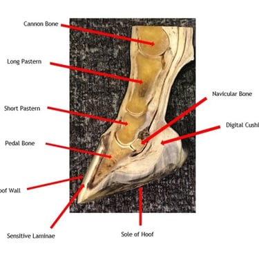 Courtesy British Horse Society