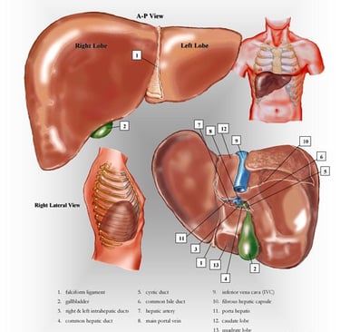 Liver anatomy chart.