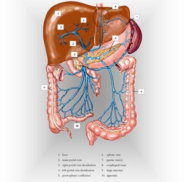  Portal venous system anatomy chart.